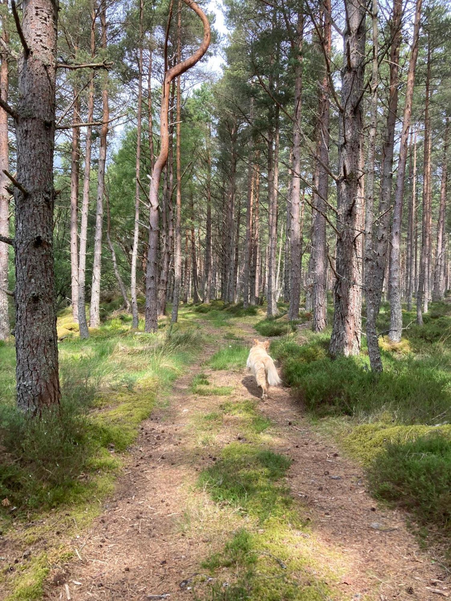 Clashmore Wood Dornoch Bagian luar foto